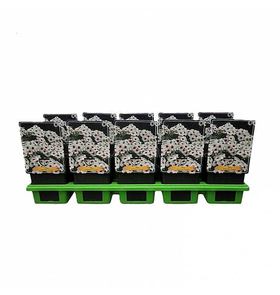 Phlox paniculata Europa Ø11