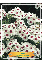 Phlox paniculata Europa Ø11