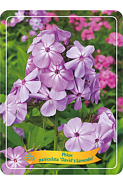 Phlox paniculata Davids Lavender Ø11