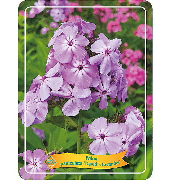 Phlox paniculata Davids Lavender Ø11