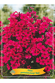 Phlox paniculata Early® Red Ø11