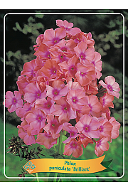 Phlox paniculata Brilliant Ø11