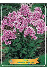 Phlox paniculata Bright Eyes Ø11