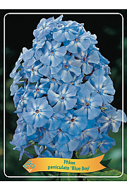 Phlox paniculata Blue Boy Ø11