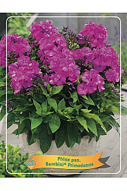 Phlox paniculata Bambini ® Primadonna Ø11