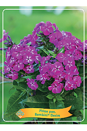 Phlox paniculata Bambini ® Desire Ø11