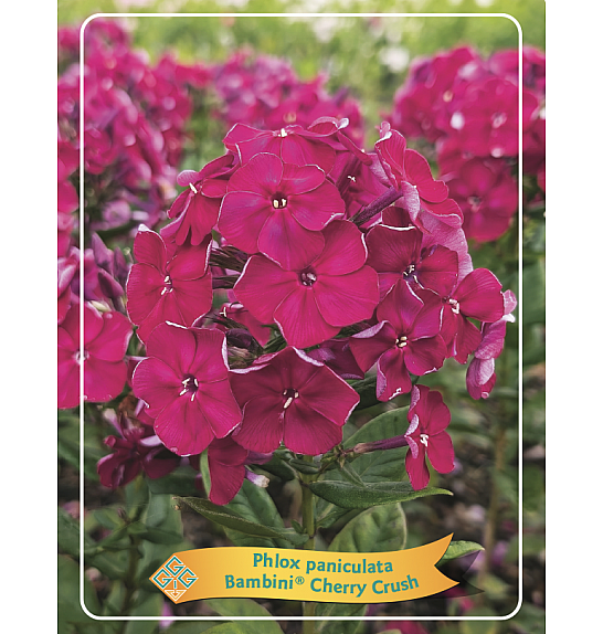 Phlox paniculata Bambini ® Candy Crush Ø11