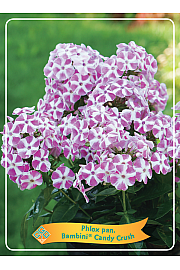 Phlox paniculata Bambini ® Candy Crush Ø11