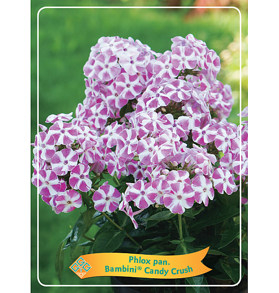 Phlox paniculata Bambini ® Candy Crush Ø11