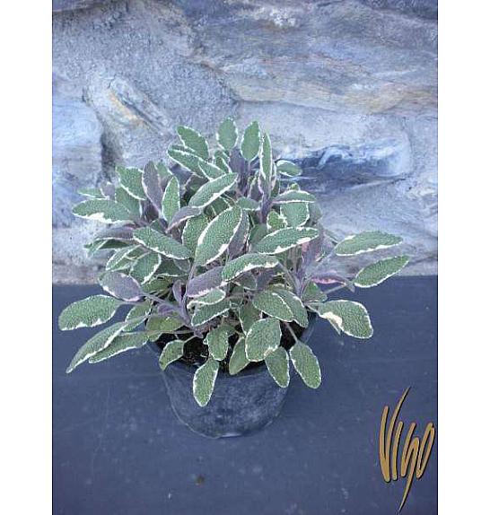 Salvia tricolor Ø14