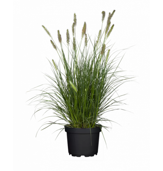 Pennisetum alop. Hameln C2 lit.20-40 cm