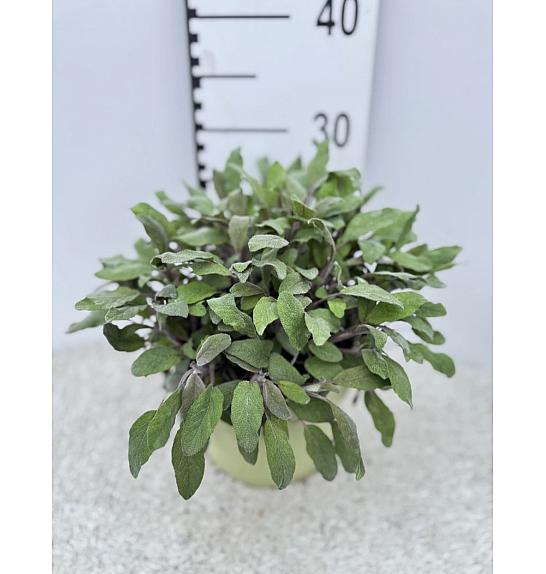 Salvia purpurea Ø19