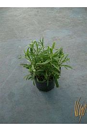 Artemisia dracunculus Ø14