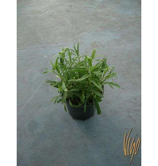 Artemisia dracunculus Ø14