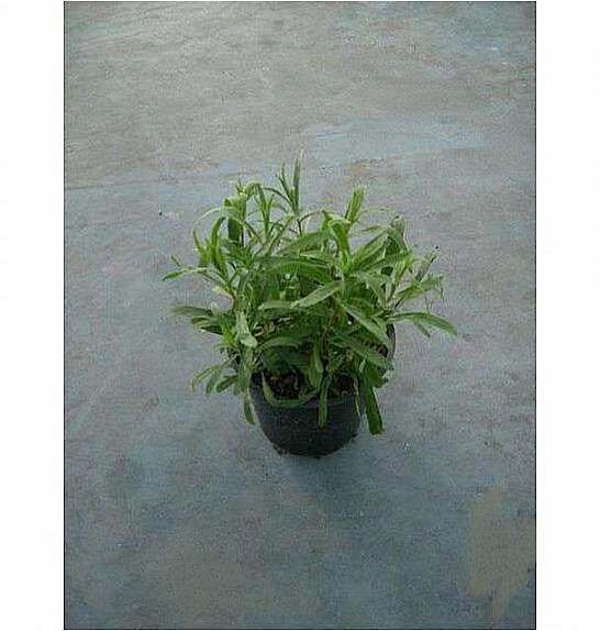 Artemisia dracunculus Ø14