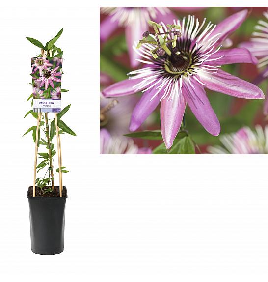 Passiflora Victoria C2,5 Lit. 40-60 cm