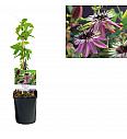 Pasiflora Viktorija C1 Lit. 20-30 cm