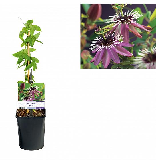 Passiflora Victoria C1 Lit. 20-30 cm