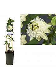 Passiflora Snježna kraljica PBR C2,5 lit. 40-60 cm