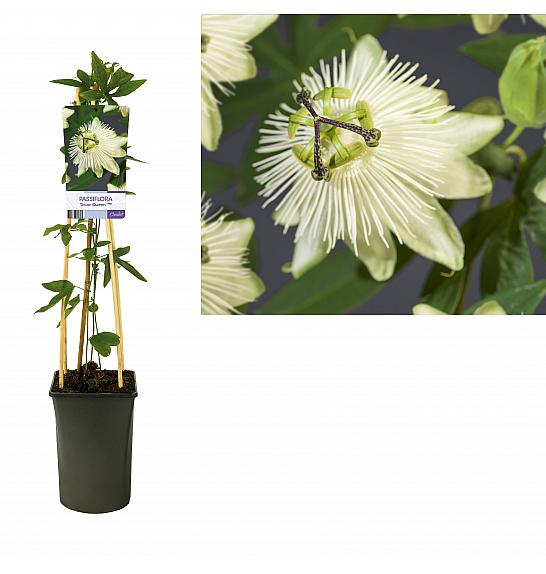 Passiflora Snow Queen PBR C2,5 Lit. 40-60 cm