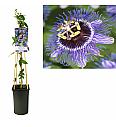 Passiflora Purple Rain C2,5 Lit. 40-60 cm