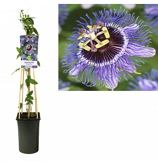 Passiflora Purple Rain C2,5 Lit. 40-60 cm