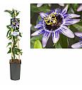 Passiflora Damsels Delight C2,5 Lit. 40-60 cm