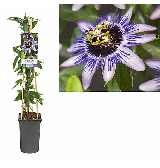 Passiflora Damsels Delight C2,5 Lit. 40-60 cm