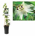 Passiflora Constance Elliott C2,5 Lit. 40-60 cm