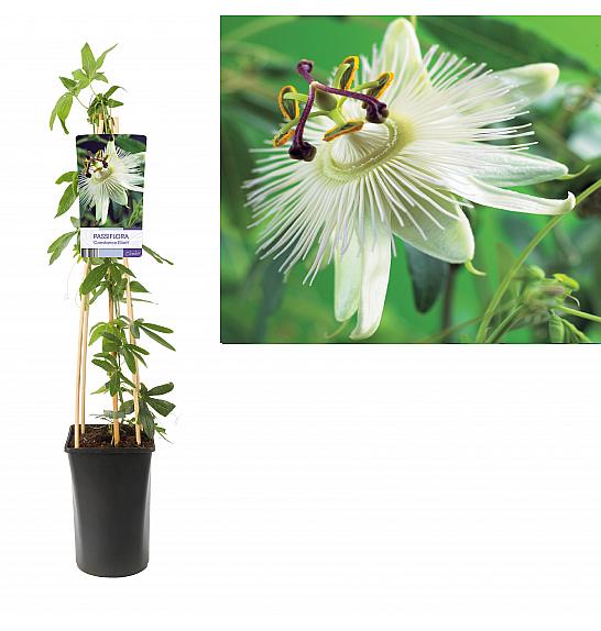 Passiflora Constance Elliott C2,5 Lit. 40-60 cm