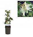 Passiflora Constance Elliott C1 Lit. 20-30 cm