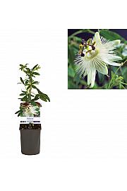 Passiflora Constance Elliott C1 Lit. 20-30 cm