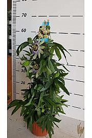 Passiflora incarnata Ø16 piramida