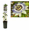 Passiflora caerulea C2,5 Lit. 40-60 cm