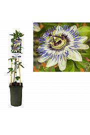Passiflora caerulea C2,5 Lit. 40-60 cm