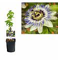 Passiflora caerulea C1 Lit. 20-30 cm