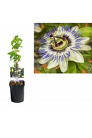 Passiflora caerulea C1 Lit. 20-30 cm