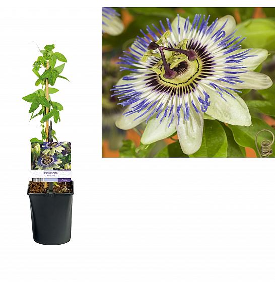 Passiflora caerulea C1 Lit. 20-30 cm