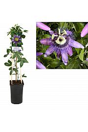 Pasiflora Betty Miles Young C2.5 lit. 40-60 cm