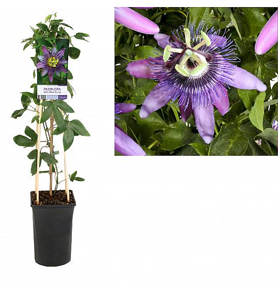 Pasiflora Betty Miles Young C2.5 lit. 40-60 cm