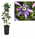 Passiflora Betty Miles Young C2,5 Lit. 40-60 cm