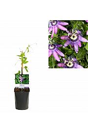 Passiflora Betty Miles Young C1 Lit. 20-30 cm