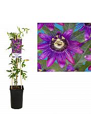 Passiflora Beervelde C2,5 Lit. 40-60 cm