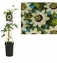 Passiflora Beauty of Hannover C2,5 Lit. 40-60 cm