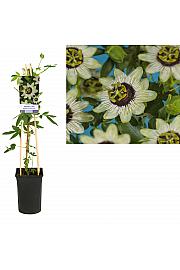 Passiflora Beauty of Hannover C2,5 Lit. 40-60 cm