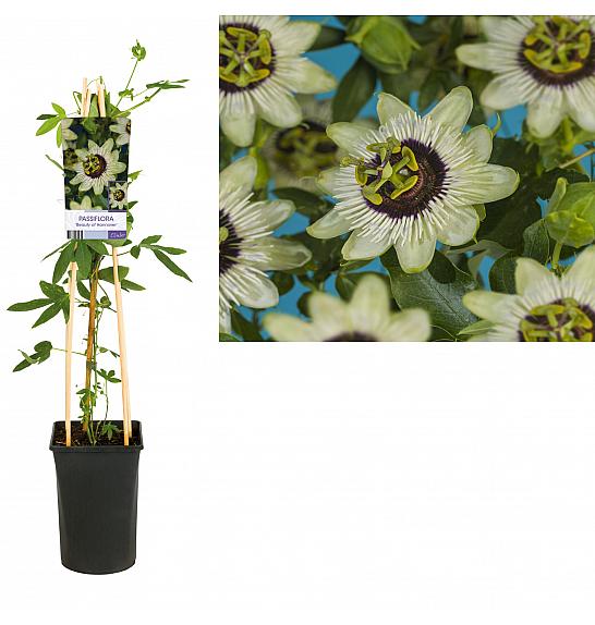 Passiflora Beauty of Hannover C2,5 Lit. 40-60 cm