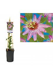 Passiflora Anastasia C2,5 Lit. 40-60 cm