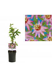 Passiflora Anastasia C1 Lit. 20-30 cm