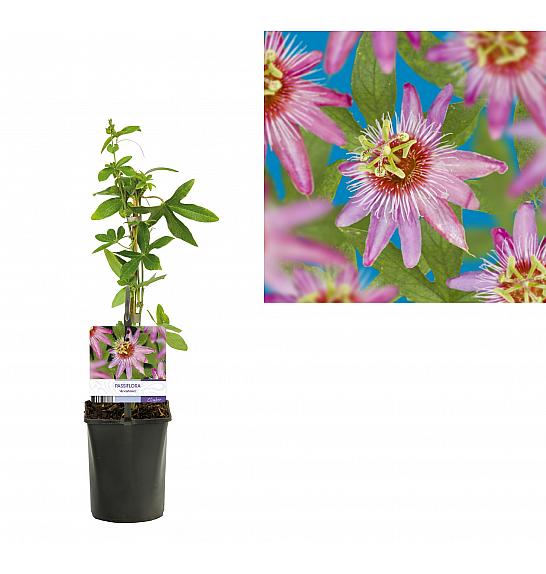 Passiflora Anastasia C1 Lit. 20-30 cm