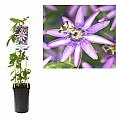 Passiflora Amethyst C2,5 Lit. 40-60 cm